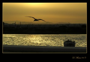 gaviota-amanecer